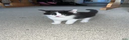 Mixed Breed cats for sale: Mainecoon/ragdoll kittens  - Advert 12