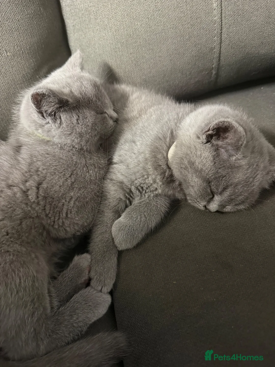 British Shorthair cats for sale: Beautiful BSH kittens - Advert 2
