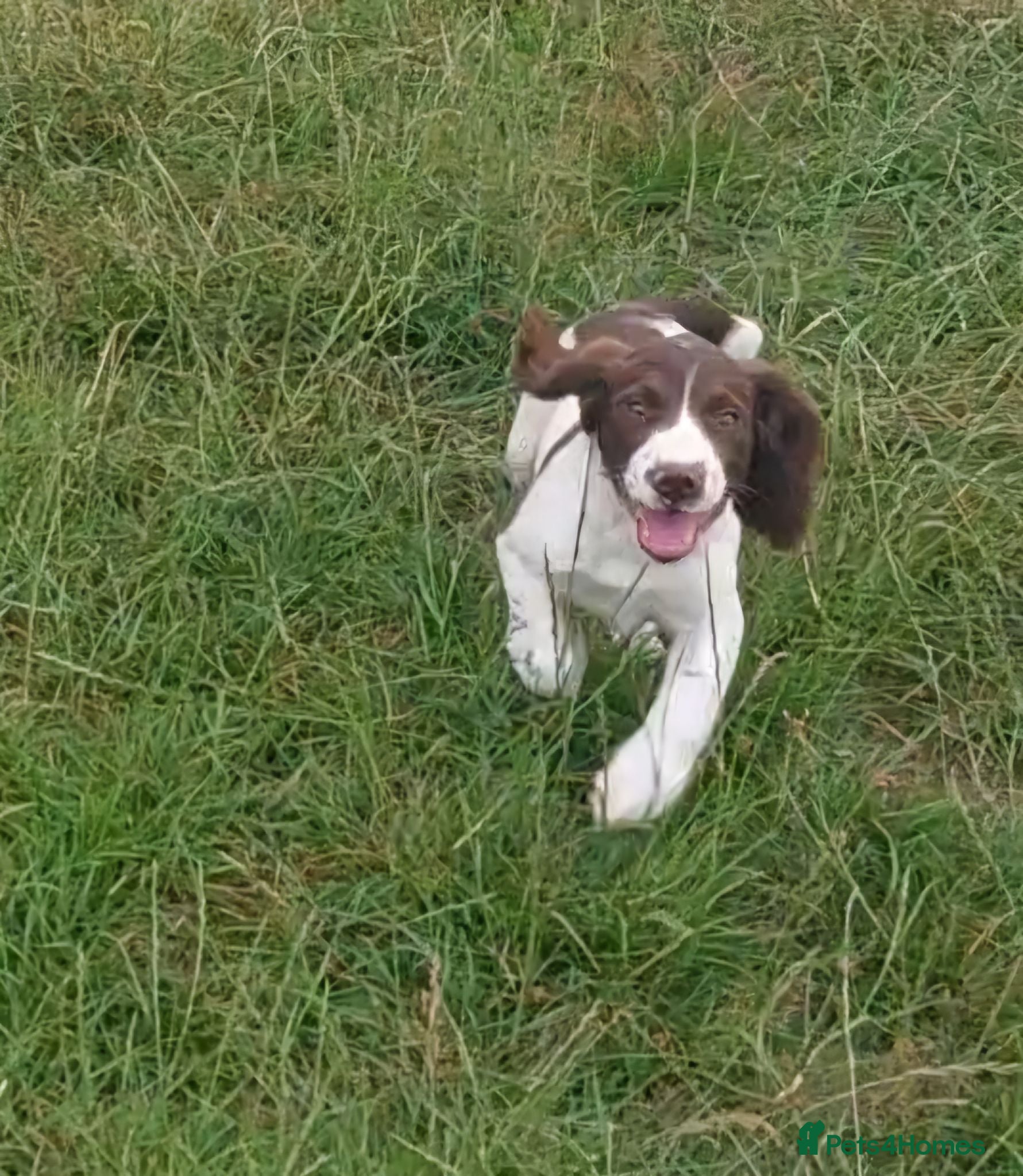 English Springer Spaniel dogs Fully health tested springer spaniels *last boy*  - Advert 1