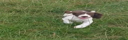 English Springer Spaniel dogs for sale: Fully health tested springer spaniels *last boy*  - Advert 1