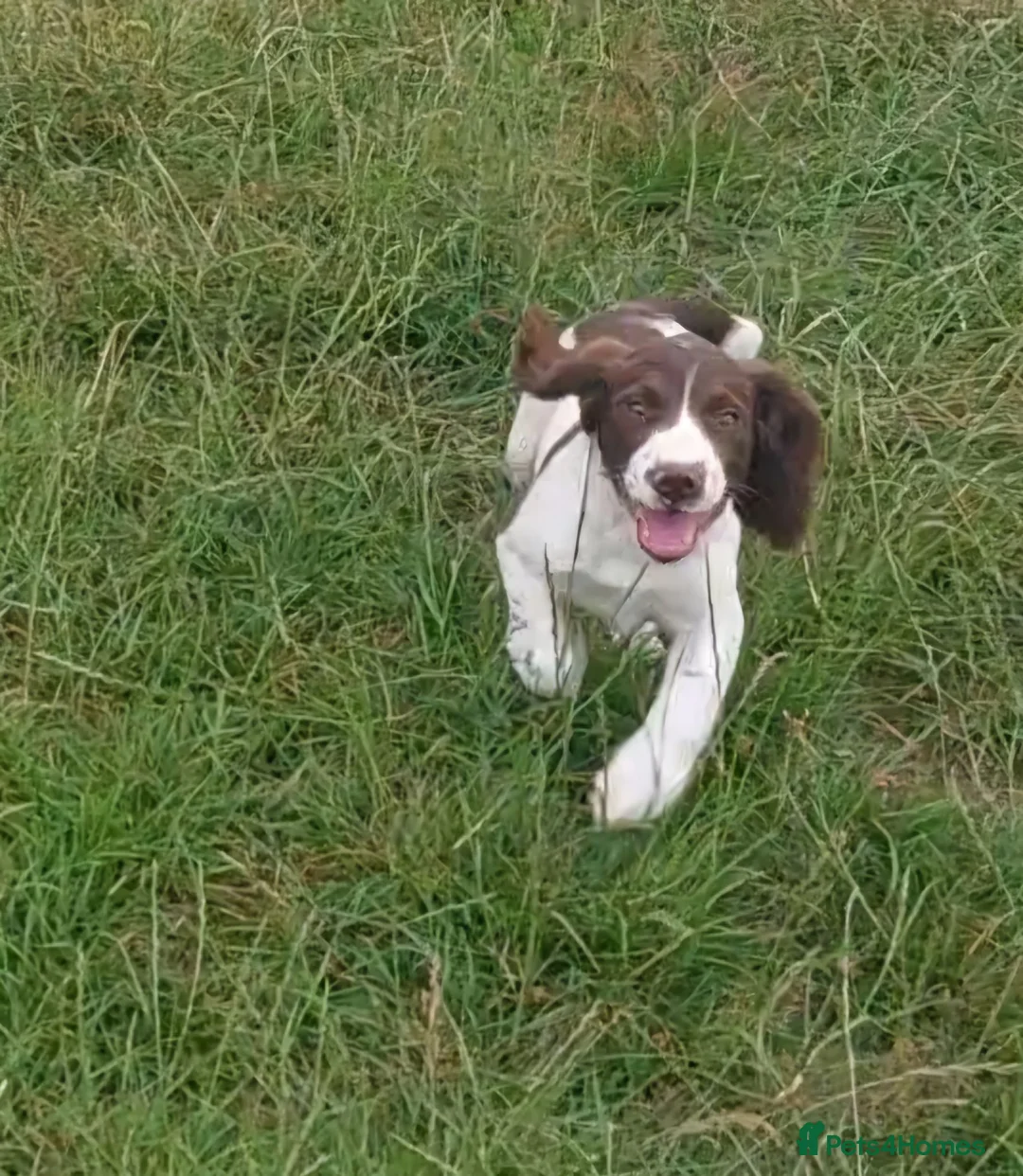 English Springer Spaniel dogs for sale: Fully health tested springer spaniels *last boy*  - Advert 1