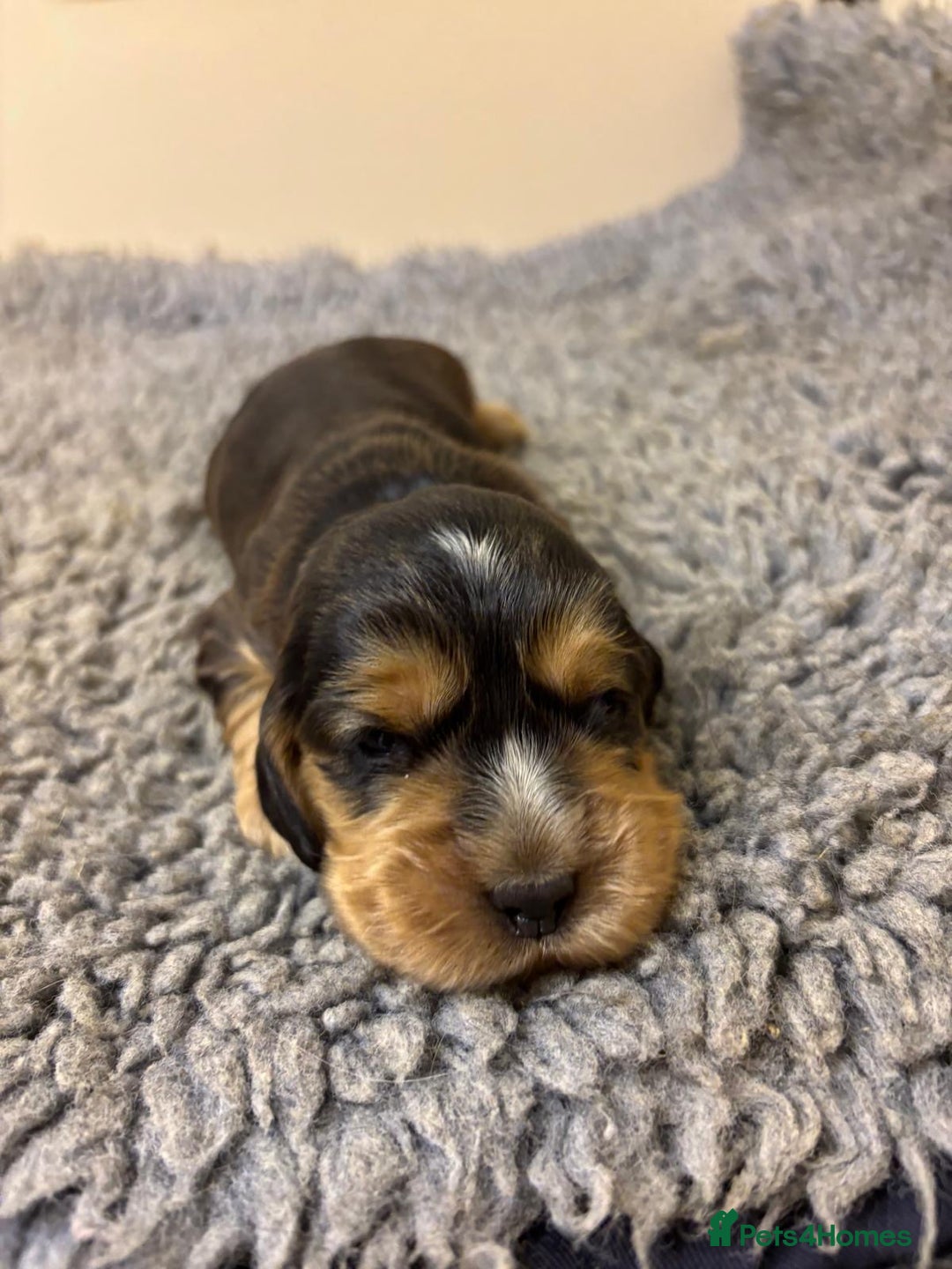 Cocker Spaniel dogs for sale: Stunning KC Cocker spaniels  - Advert 8