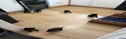 Patterdale Terrier dogs for sale: Patterdale Puppies in Colne - Advert 20