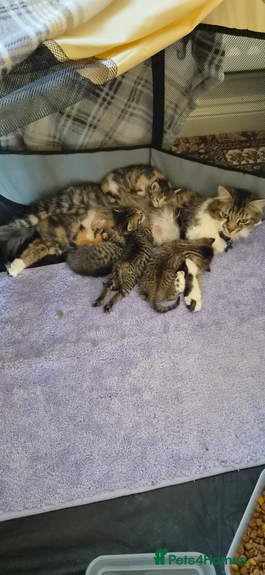 Mixed Breed cats for sale: Male /female lovely kittens  - Advert 2