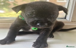 Mixed Breed dogs for sale: Staffy x Belgian Malinos  - Image 10