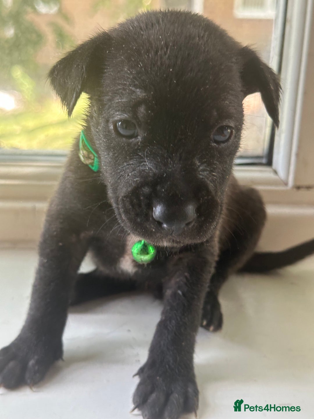Mixed Breed dogs for sale: Staffy x Belgian Malinos  - Image 10