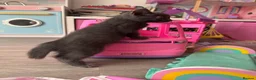 Mixed Breed cats for sale: Grey male kitten - Advert 9