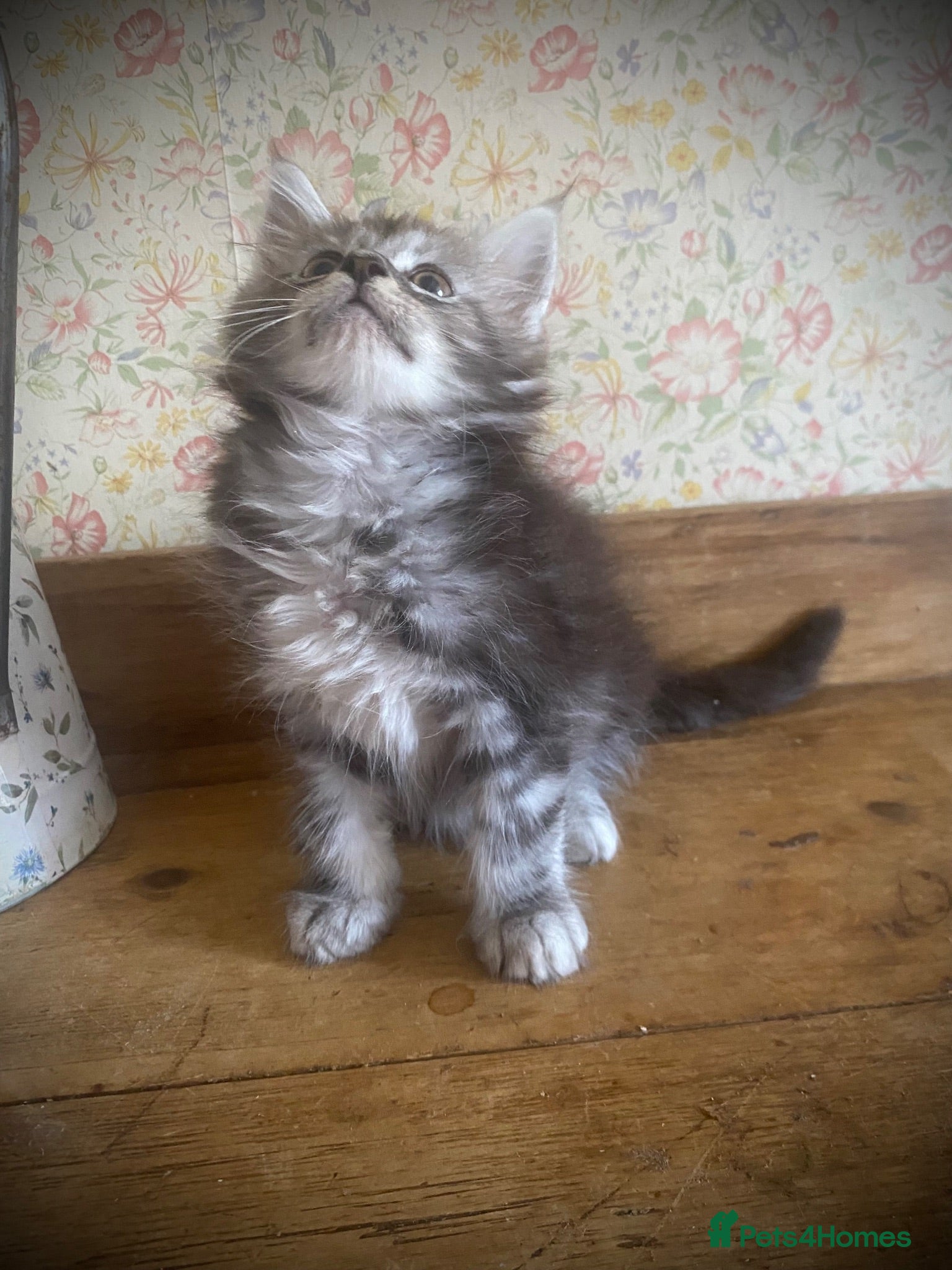 Maine Coon cats Full Maine Coon Russian Maine coon Kittens Males  - Advert 2