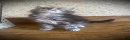 Maine Coon cats for sale: Full Maine Coon Russian Maine coon Kittens Males  - Advert 8