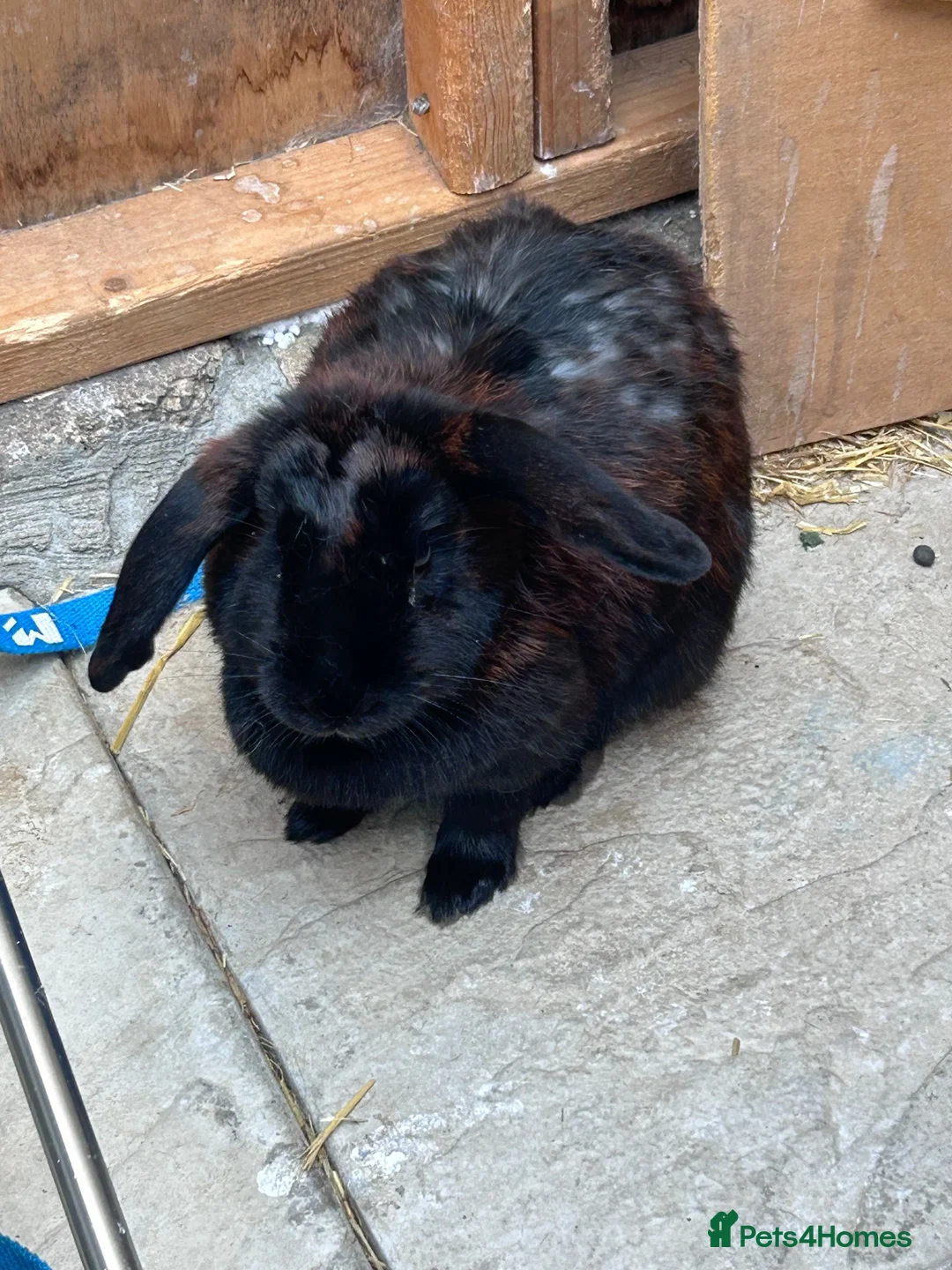Mixed Breed rabbits for sale: 2 rabbits and hutch in Bristol - Advert 2