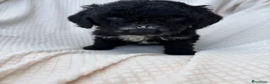 Cockapoo 2