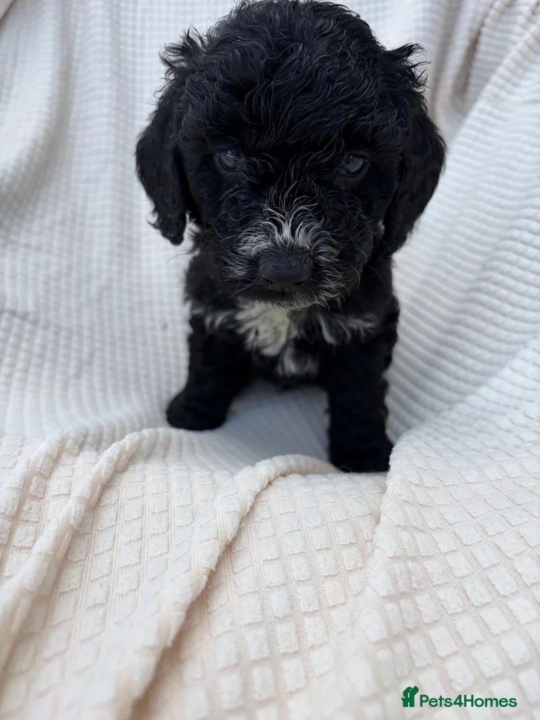 Cockapoo dogs for sale: 🐾STUNNING F1 COCKERPOOS 🐾 - Advert 15
