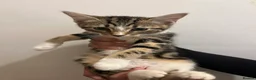 Mixed Breed cats for sale: 4 Beautiful Kittens Ready for Their Forever Homes! - Advert 5