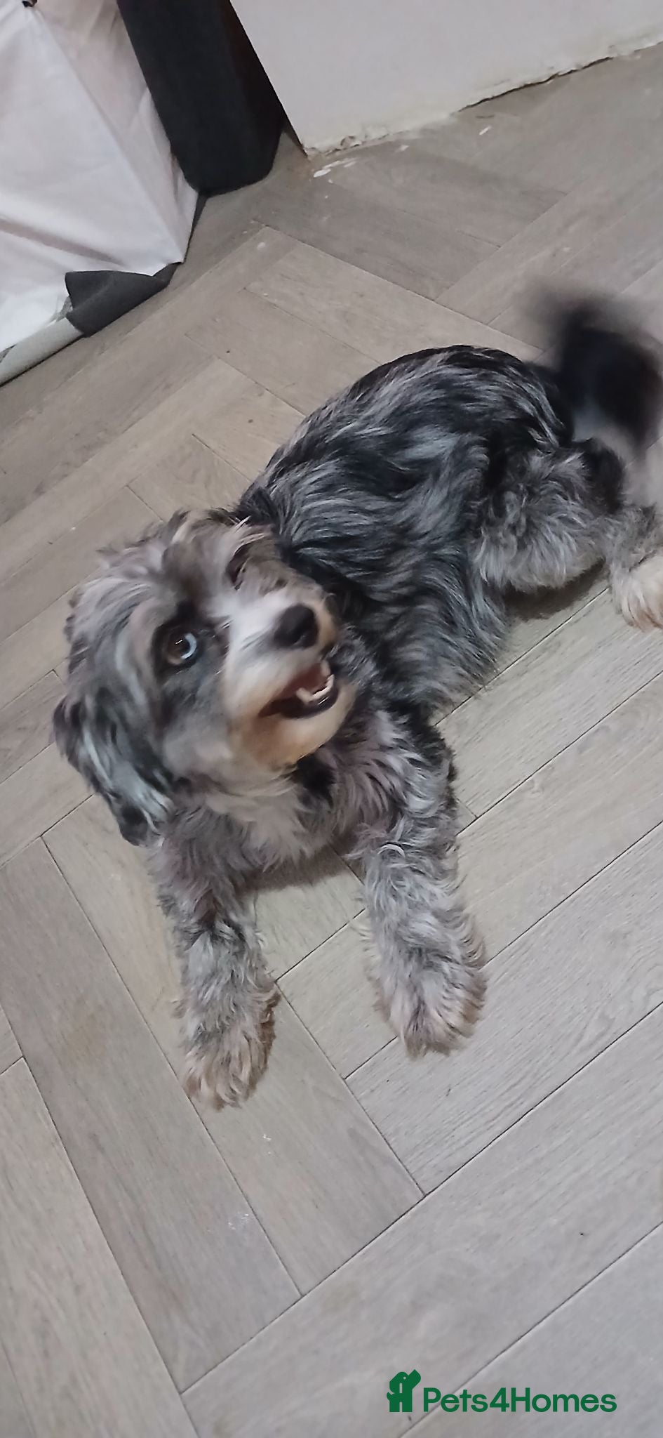 Cavapoo dogs Beautiful pure bred family Cavapoo pups - Advert 1