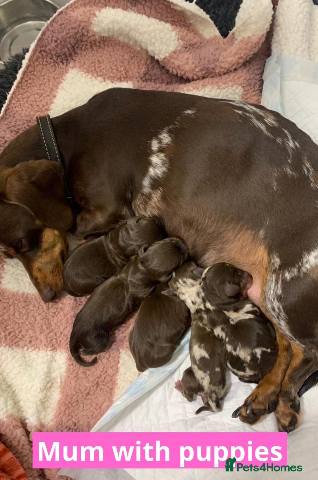Miniature Dachshund dogs for sale: Miniature dachshund puppies - Image 27