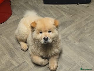 Chow Chow dogs Chow chow Arkane - Advert 3