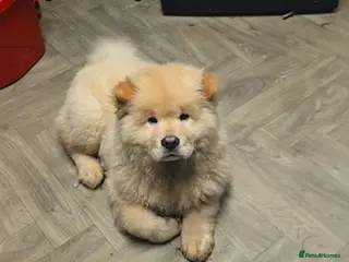 Chow Chow dogs Chow chow Arkane - Advert 3