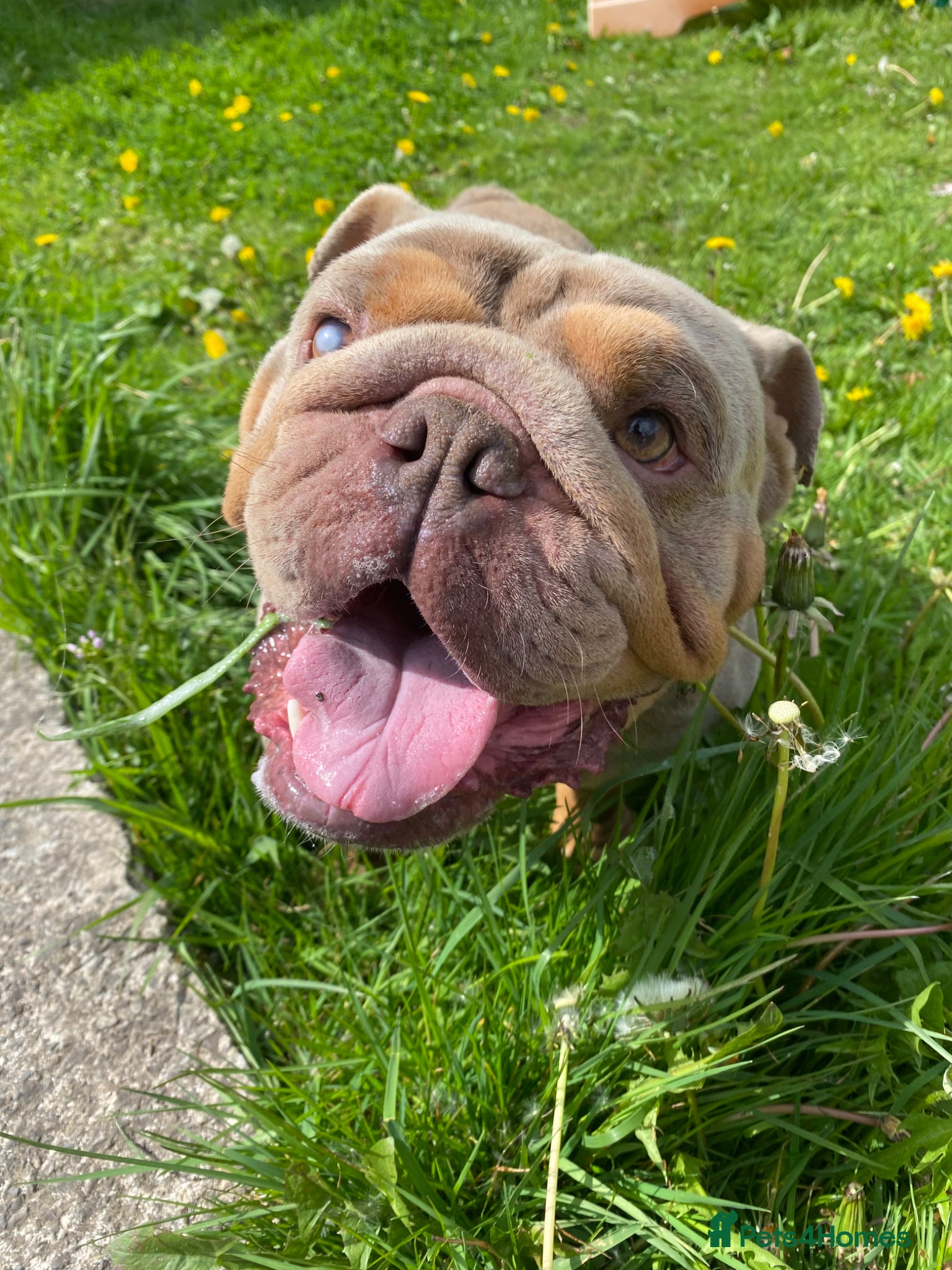 English Bulldog dogs 2 year old male bulldog  - Advert 1