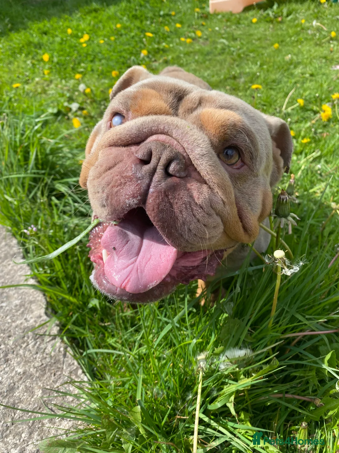 English Bulldog dogs for sale: 2 year old male bulldog  in Accrington - Advert 1