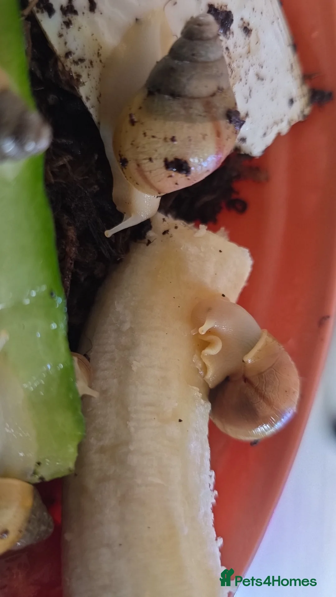 Snails invertebrates for sale: Albino giant african land snails in Nottingham - Advert 4