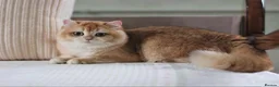 British Shorthair cats for stud: Exceptional NY12 BRI Black Golden Shell - Advert 4