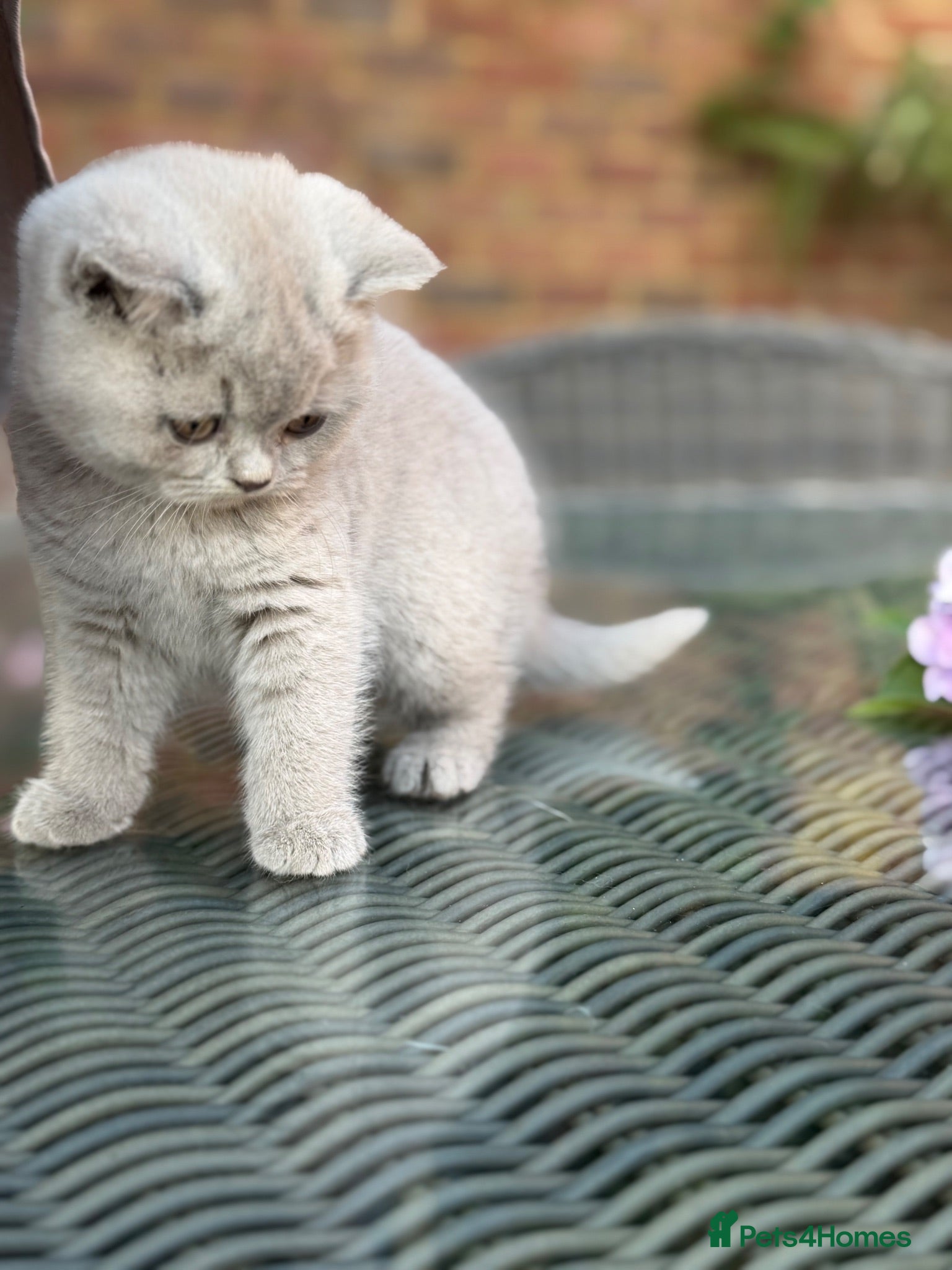 British Shorthair cats FULL PEDIGREE REGISTERED BSH  - Advert 2