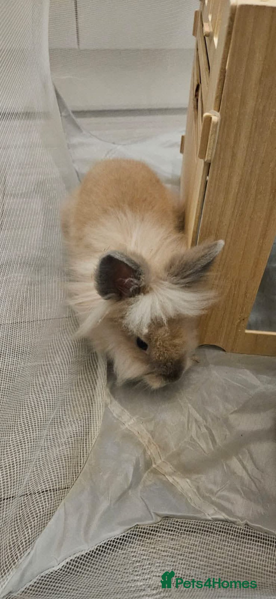 Lionhead rabbits for sale: Lionhead bunnies x2 male - Advert 5