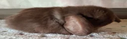 Mini Lop rabbits for sale: Various ages - Advert 3