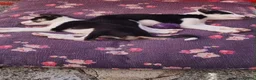 Border Collie dogs for sale: Two beautiful puppies - Advert 4