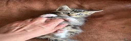 Maine Coon cats for sale: 1/2 Maine Coon Tabby, Grey Tabby and Black Kittens - Advert 11