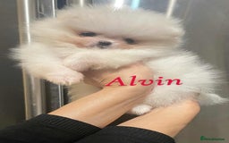Pomeranian dogs for sale: 💝💝High-quality Beautiful boys💝💝 - Image 4