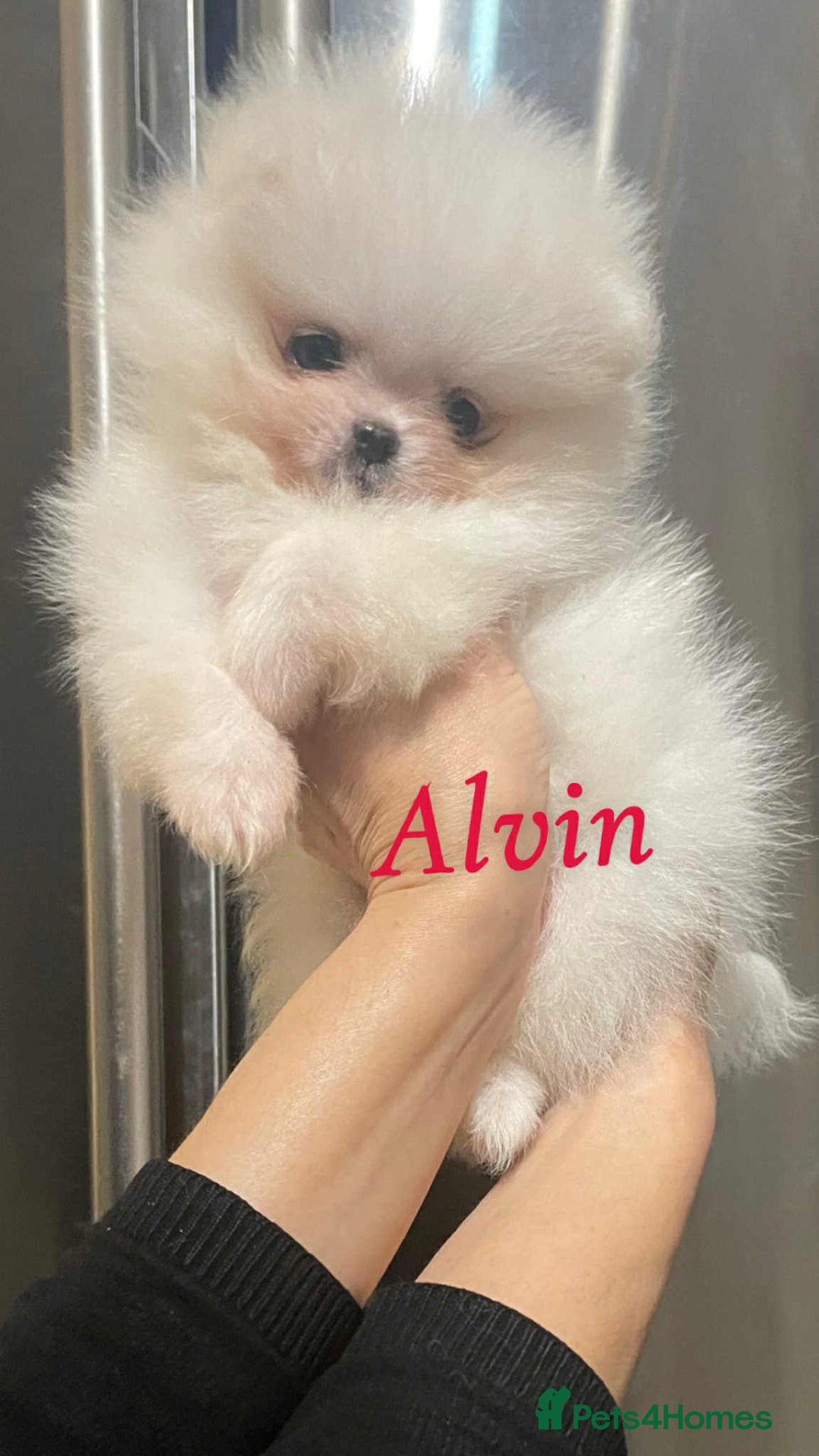 Pomeranian dogs for sale: 💝💝High-quality Beautiful boys💝💝 - Image 4