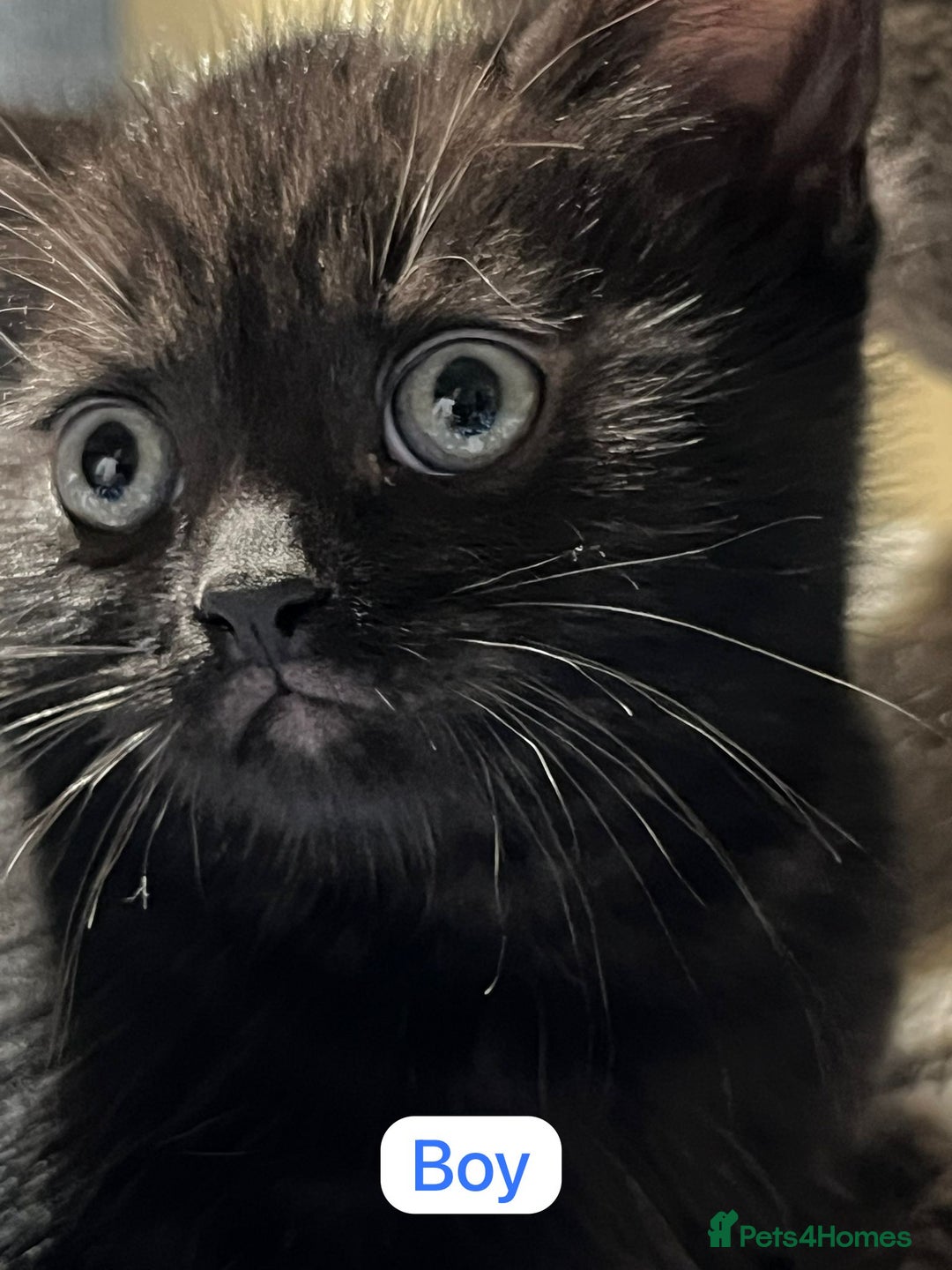 Ragdoll cats for sale: URGENT Ragdoll kittens x4 ready this week - Image 4