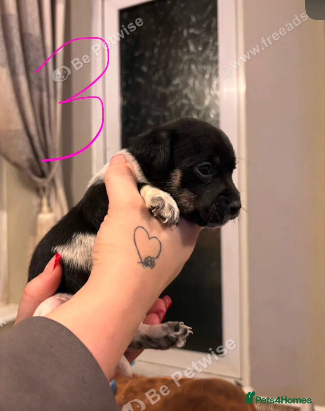 Jack Russell dogs for sale: Jack Russell puppies last 3  - Advert 7