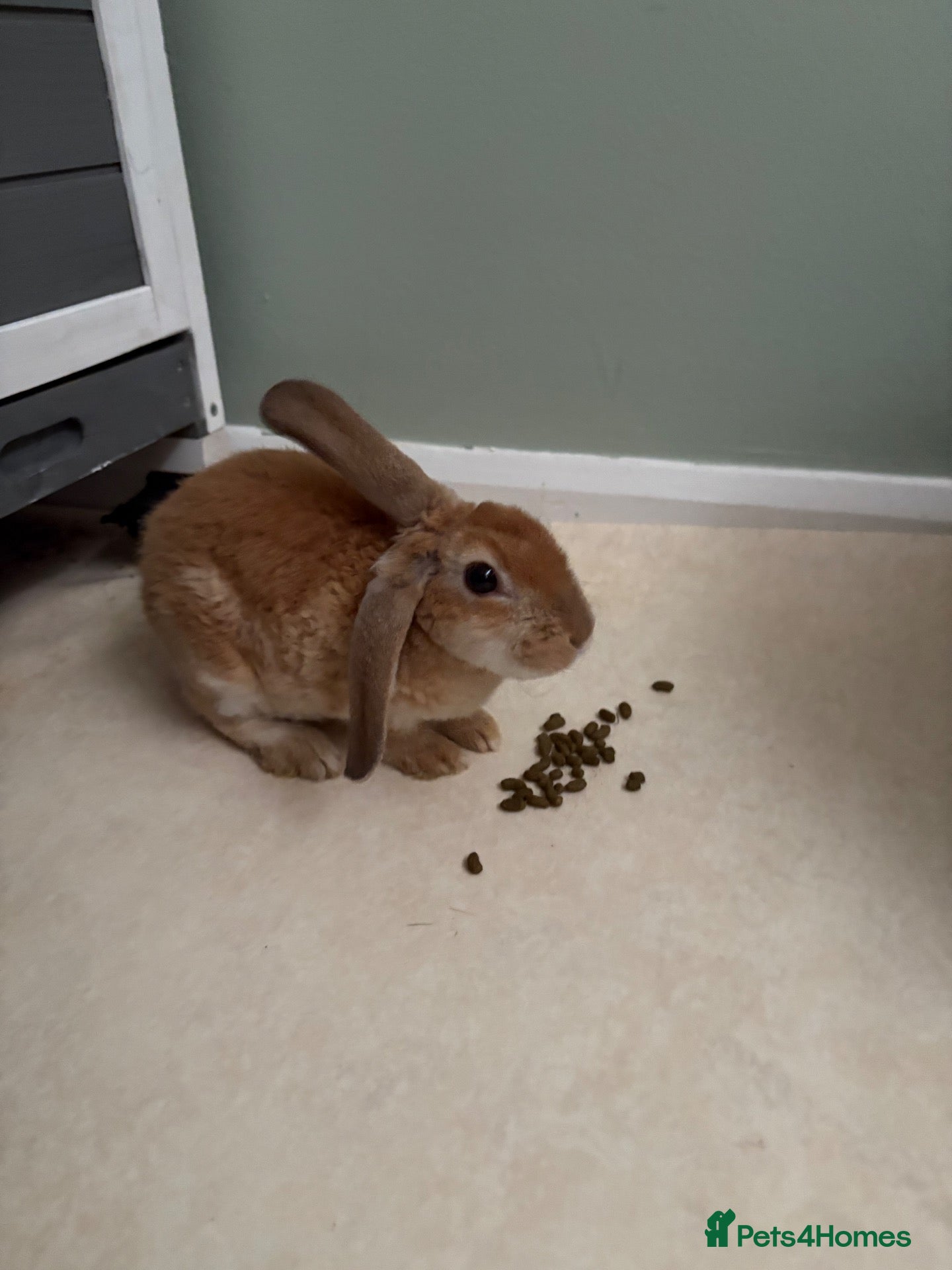 Mixed Breed rabbits Lop x Rex rabbit - Advert 1