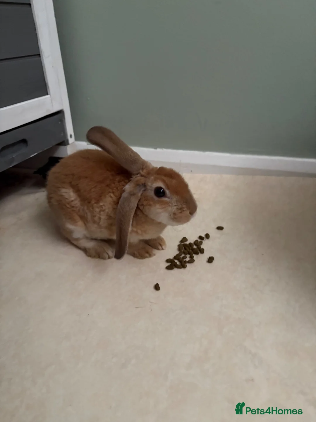 Mixed Breed rabbits for sale: Lop x Rex rabbit - Advert 1