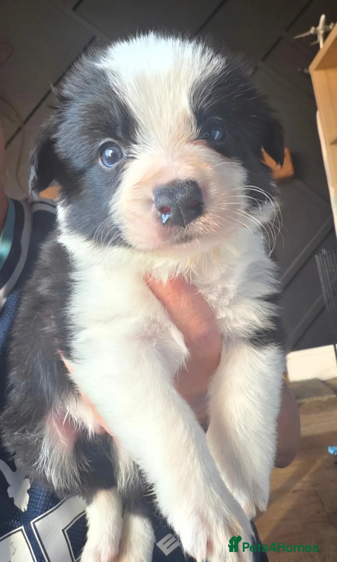 Border Collie dogs for sale: Exceptional KC babies - Advert 4