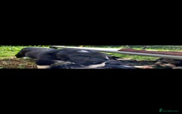 Border Collie dogs for sale: Border collie pups - Image 3