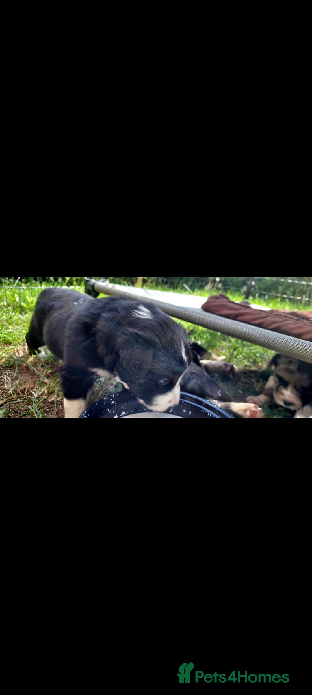 Border Collie dogs for sale: Border collie pups - Image 3