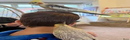 Cockatiels birds for sale: Kira and Pika locking for a loving new home  - Advert 10