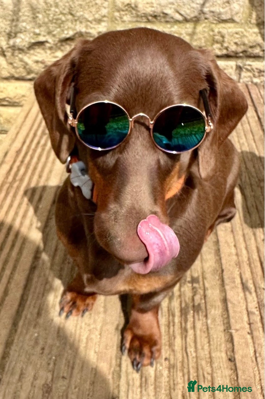 Miniature Dachshund dogs for sale: Chocolate & Dapple KC Miniature Dachshund Puppies - Advert 11