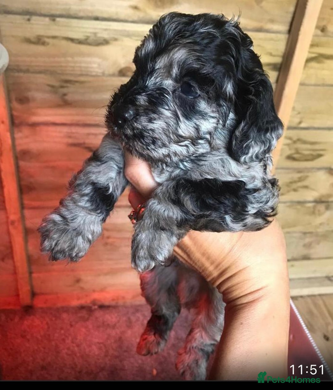 Poodle dogs for stud: Stunning Well Proven Miniature Merle Poodle in Newcastle - Advert 10