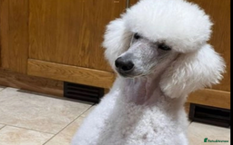 Labradoodle dogs for sale: Labradoodle puppies, health tested parents  - Image 12