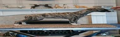 Whippet 4