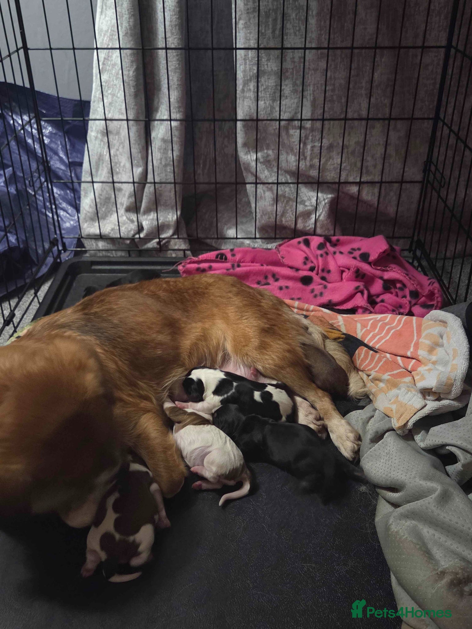 Mixed Breed dogs Cava x corgi puppies  - Advert 2