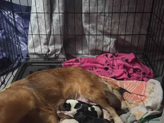 Mixed Breed dogs Cava x corgi puppies - Advert 2