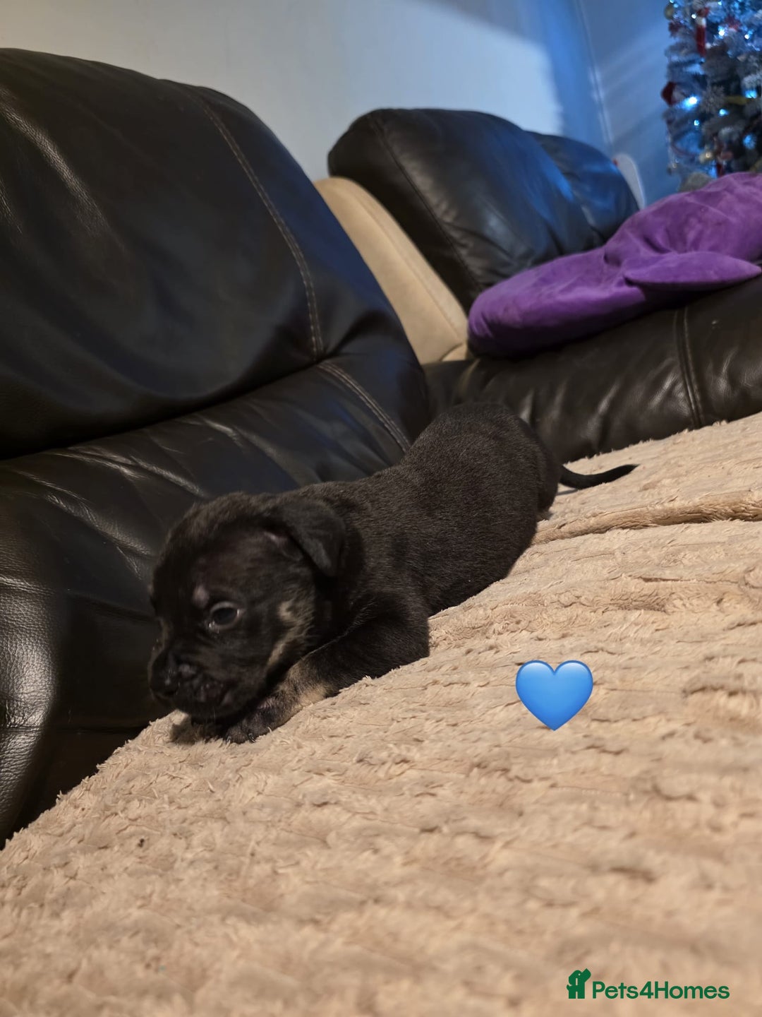 Cane Corso dogs for sale: Cane corso pups - Advert 6