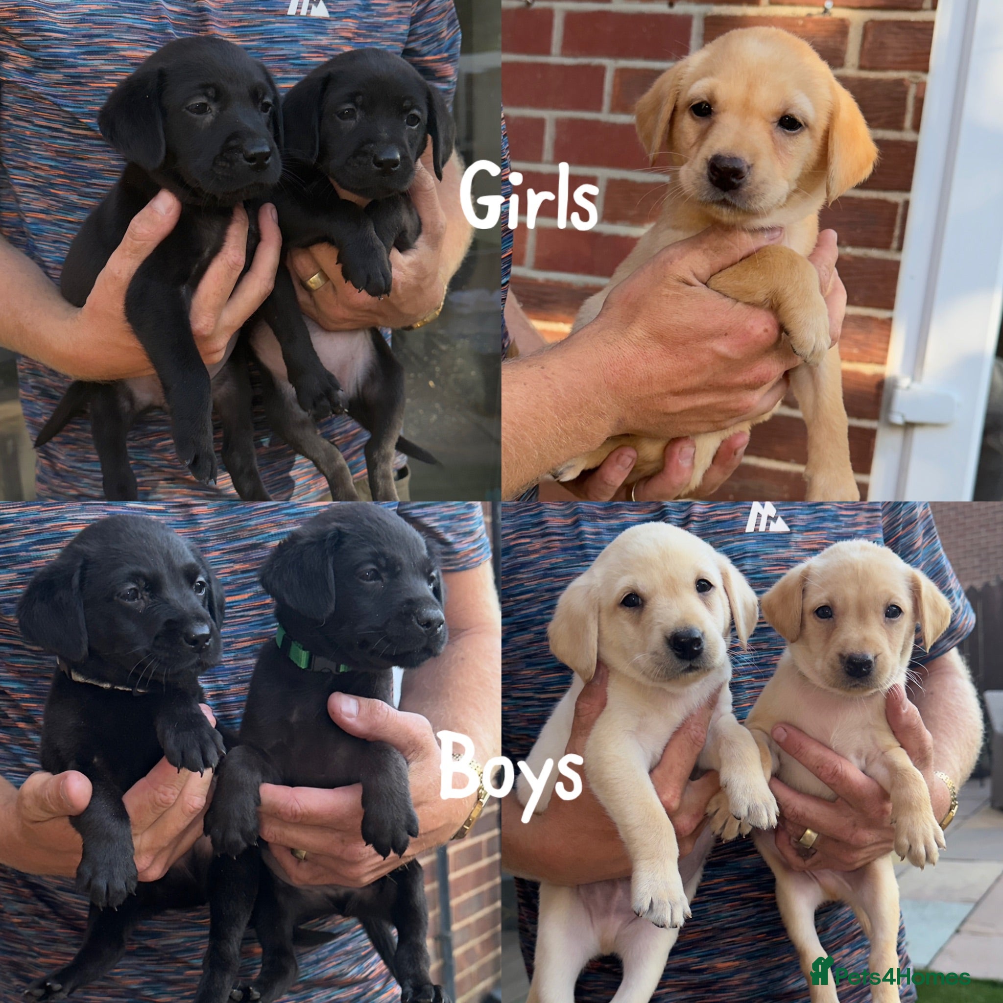 Labrador Retriever dogs 7 KC lab pups out of a FTCH - Advert 1