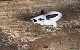 Continental Giant rabbits for sale: Continental Giant Rabbits - Advert 3