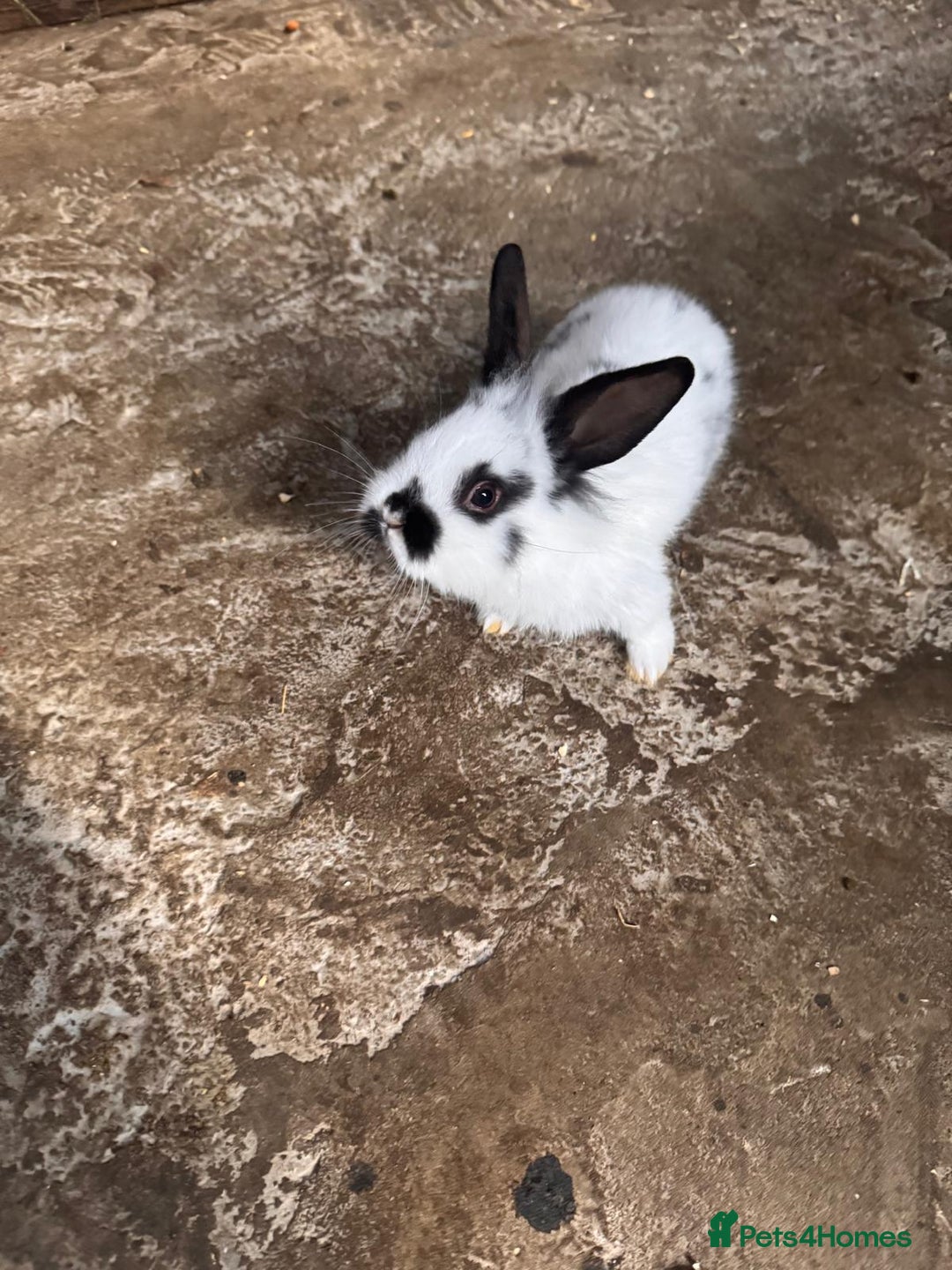 Continental Giant rabbits for sale: Continental Giant Rabbits - Advert 3